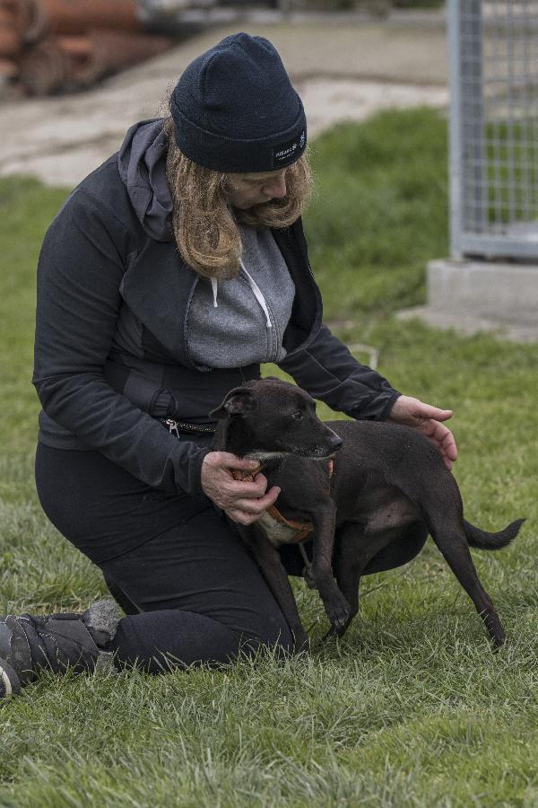 ATHOS, meticcetto nero timidino in adozione Foto 4