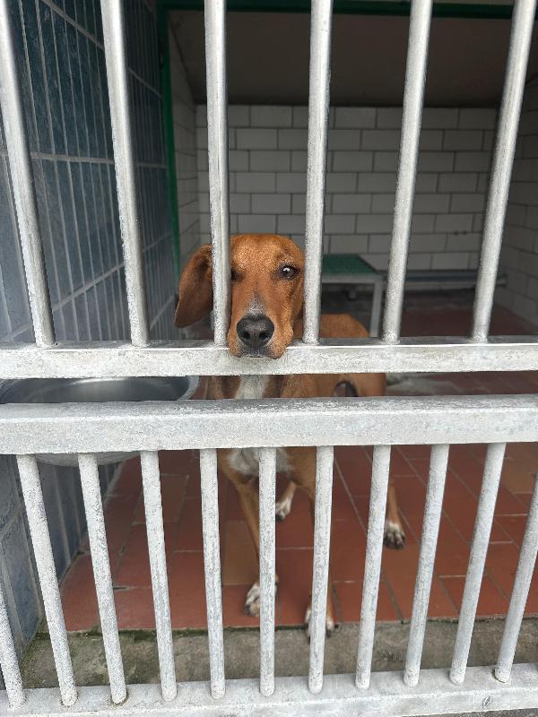 GUGIO, mix segugio curioso e un po' timido che aspetta la sua occasione Foto 3