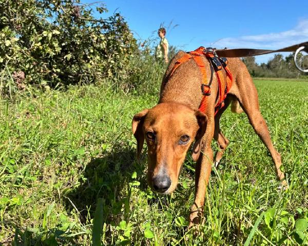 GUGIO, mix segugio curioso e un po' timido che aspetta la sua occasione Foto 4