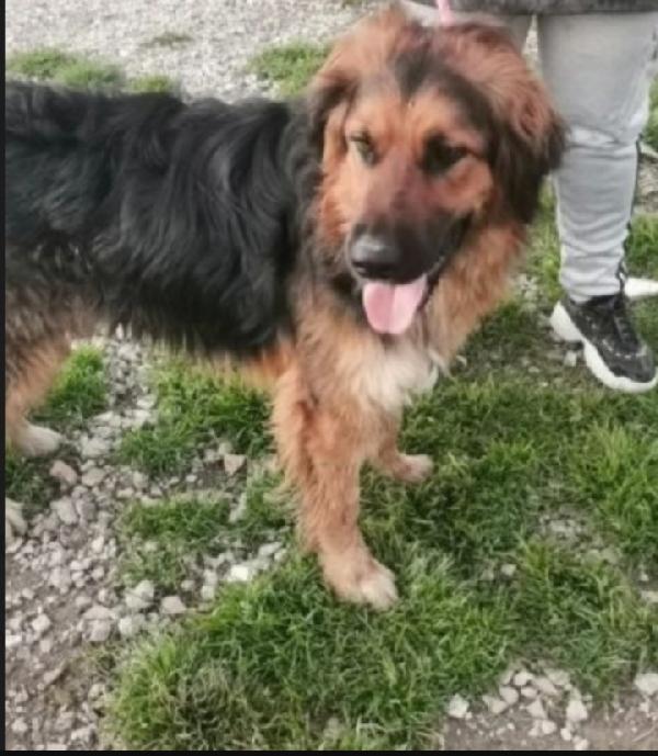 Charly pelo lungo 5anni in canile da sempre.CASERTA Foto 2