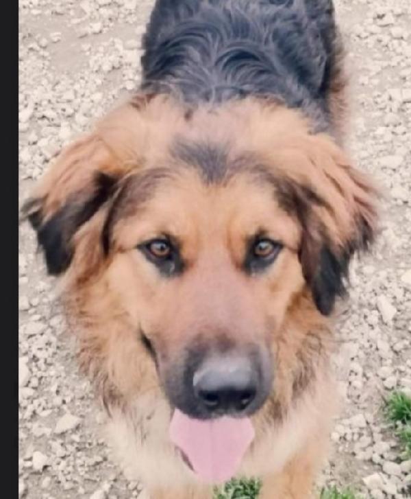 Charly pelo lungo 5anni in canile da sempre.CASERTA Foto 3