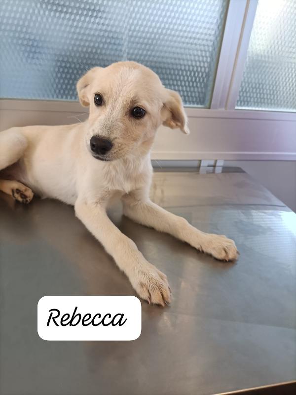 Cucciola Di 3 Mesi E Mezzo