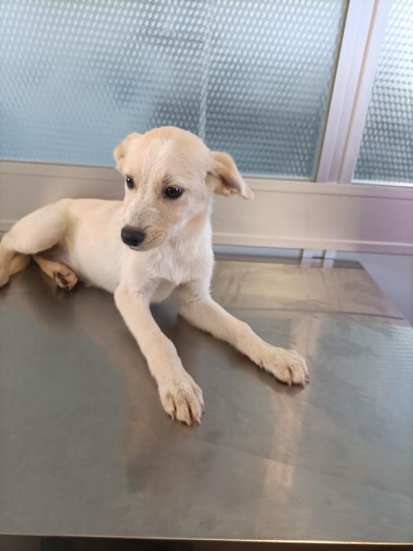 Cucciola di 3 mesi e mezzo Foto 2