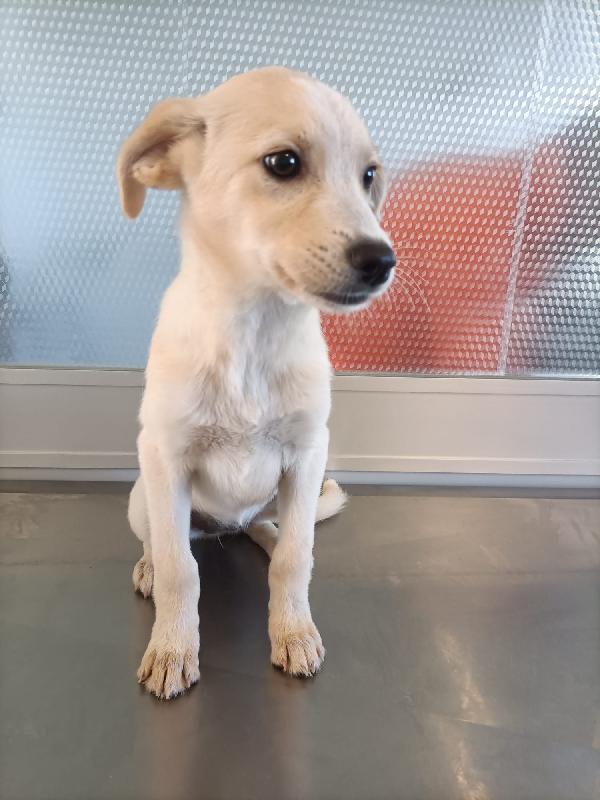 Cucciola di 3 mesi e mezzo Foto 3