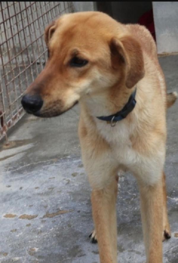 Bryan 3Anni Portato In Canile Dai Padroni..puglia 