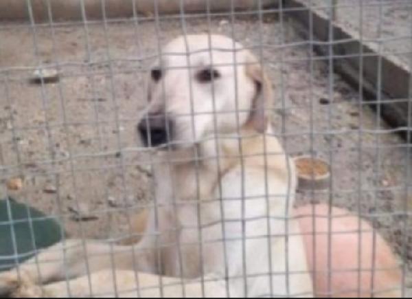 Lucas 4Anni In Canile Invisibile Da Cucciolo