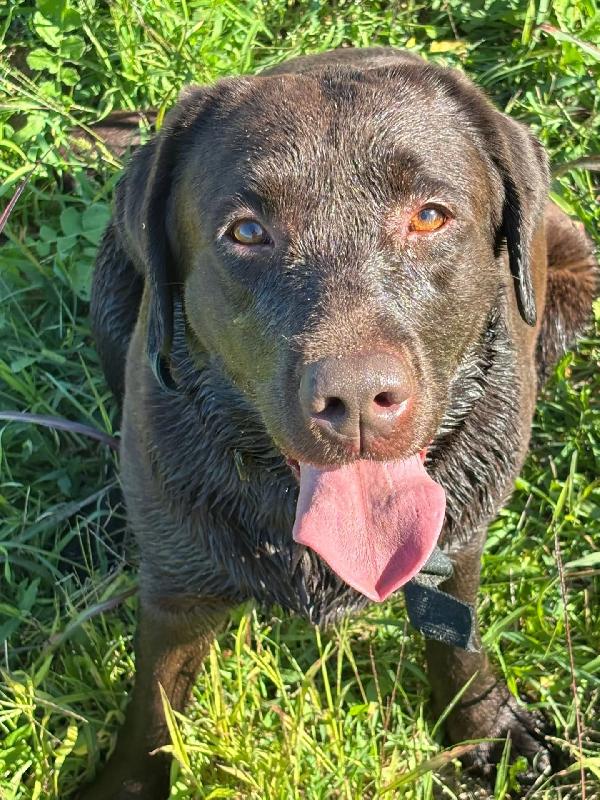 Zelda - Dolce Labrador Pura 4 Anni Cerca Casa