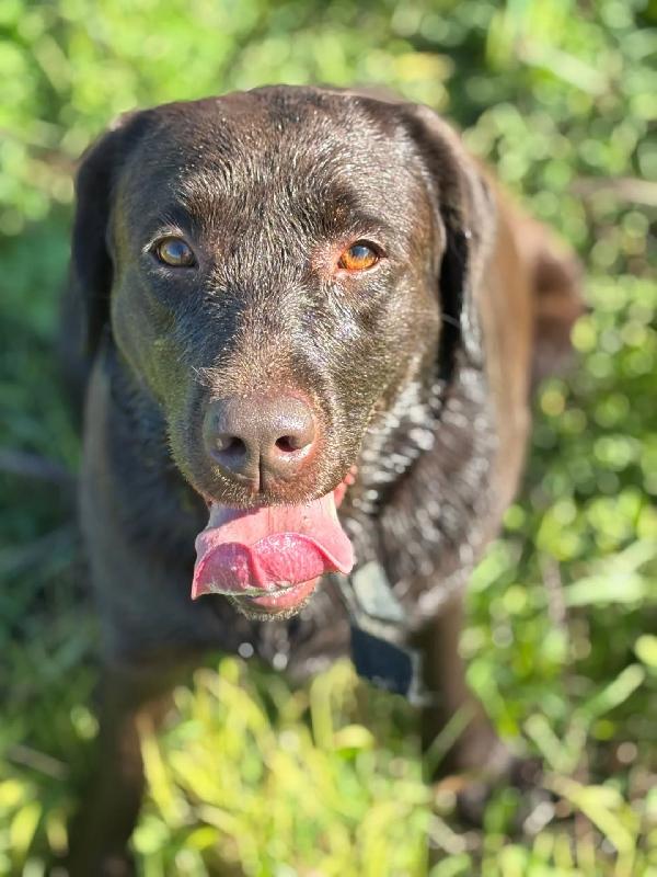 Zelda - dolce LABRADOR pura 4 anni cerca casa Foto 2