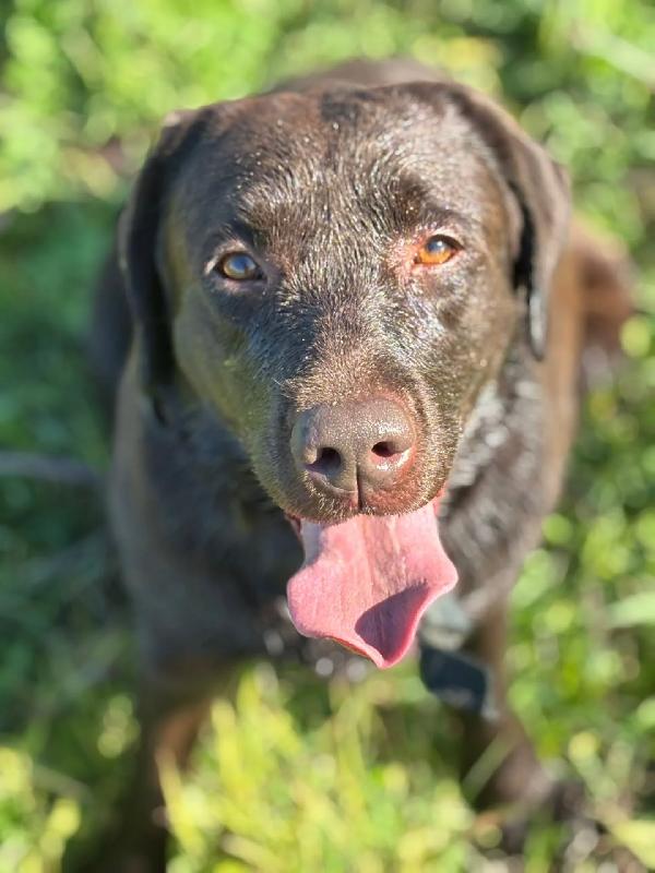 Zelda - dolce LABRADOR pura 4 anni cerca casa Foto 3