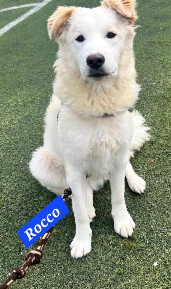 Rocco 12/14Mesi Viene Attaccato Dagli Altri Cani..sicilia