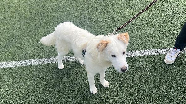 Rocco 12/14mesi viene attaccato dagli altri cani..SICILIA Foto 4
