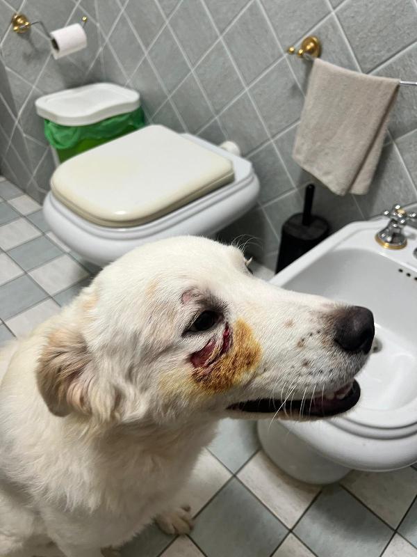 Rocco 12/14mesi viene attaccato dagli altri cani..SICILIA Foto 5