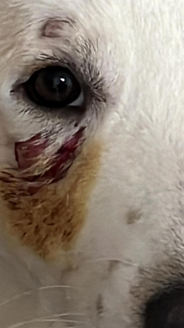 Rocco 12/14mesi viene attaccato dagli altri cani..SICILIA Foto 6