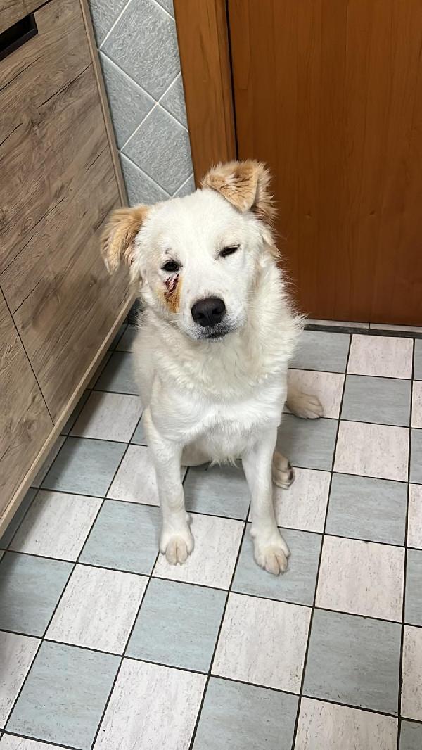 Rocco 12/14mesi viene attaccato dagli altri cani..SICILIA Foto 7