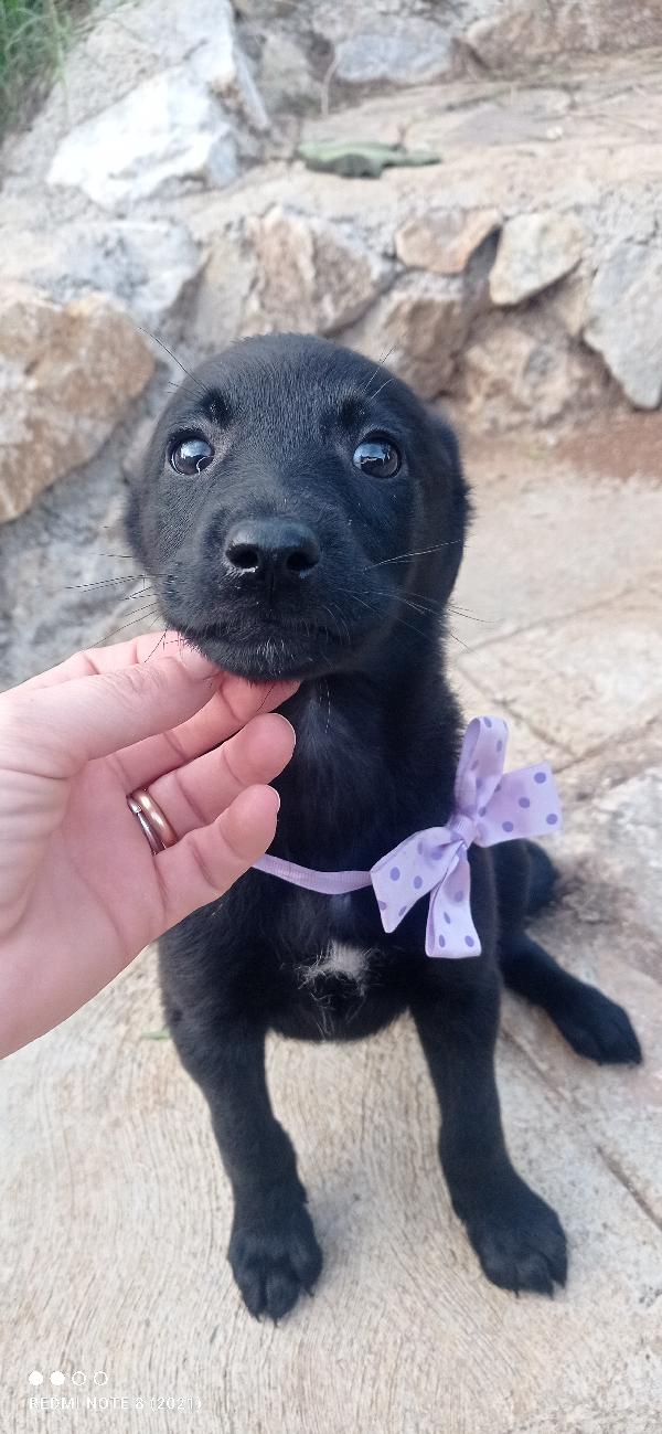 Anima Foto 2