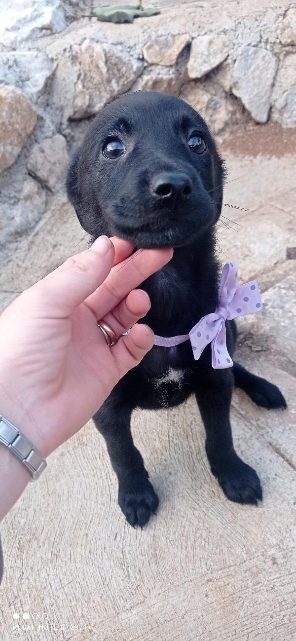 Anima Foto 3