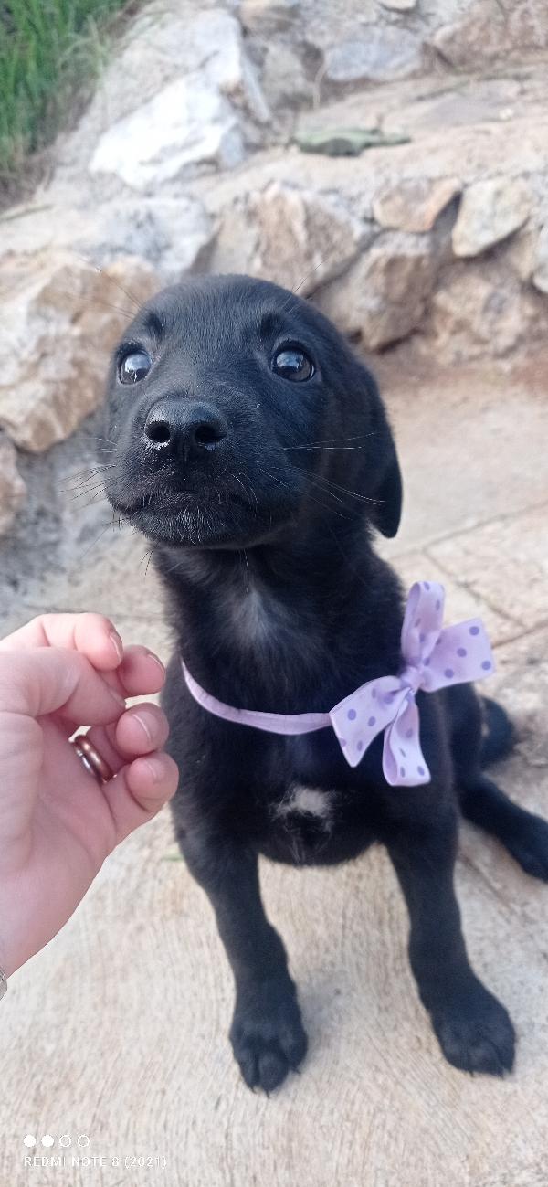 Anima Foto 4