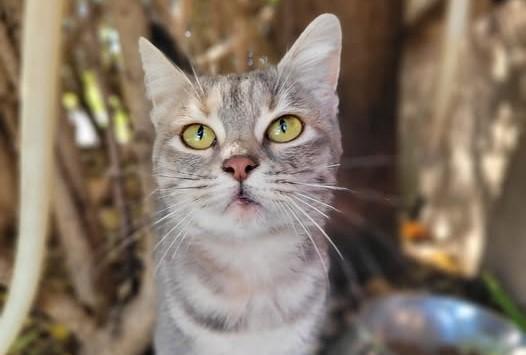 Mitzi