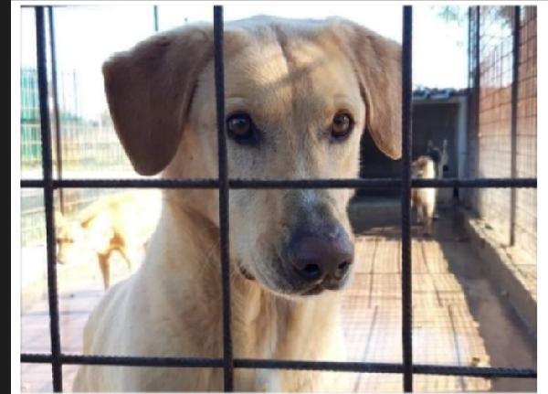 Jack Adulti Portato Anni Fa In Canile Dai Padroni 