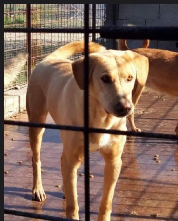 Jack adulti portato anni fa in canile dai padroni  Foto 2