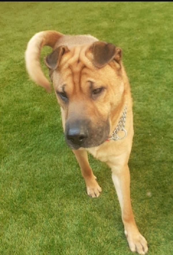 Leo 4Anni Simil Sharpei Sos Milano 