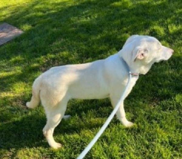 Mix Labrador femmina 4anni da cucciola in canile.MATERA Foto 3