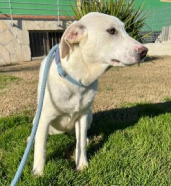 Mix Labrador femmina 4anni da cucciola in canile.MATERA Foto 4