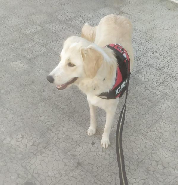 Gina 2anni kg20 mix Labrador ok gatti.SICILIA Foto 2