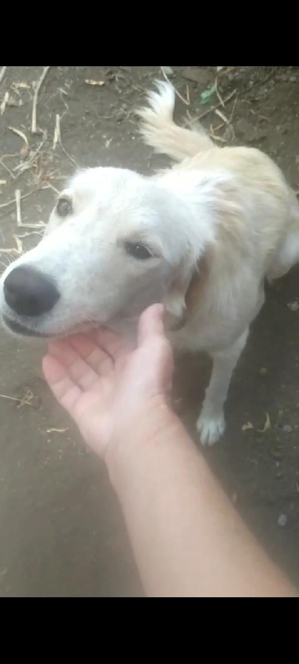 Gina 2anni kg20 mix Labrador ok gatti.SICILIA Foto 4