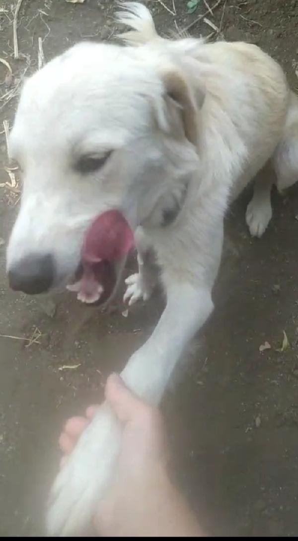 Gina 2anni kg20 mix Labrador ok gatti.SICILIA Foto 5