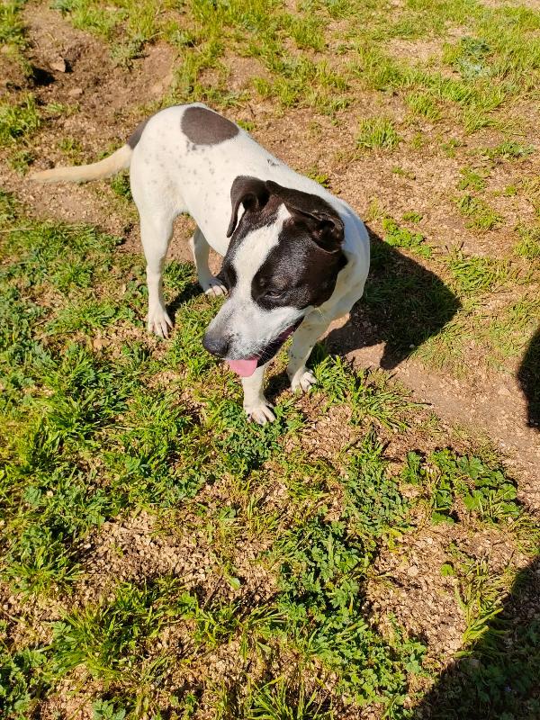 🌸 ALICE – UNA GIOVANE ANIMA IN CERCA D’AMORE 🌸 Foto 3