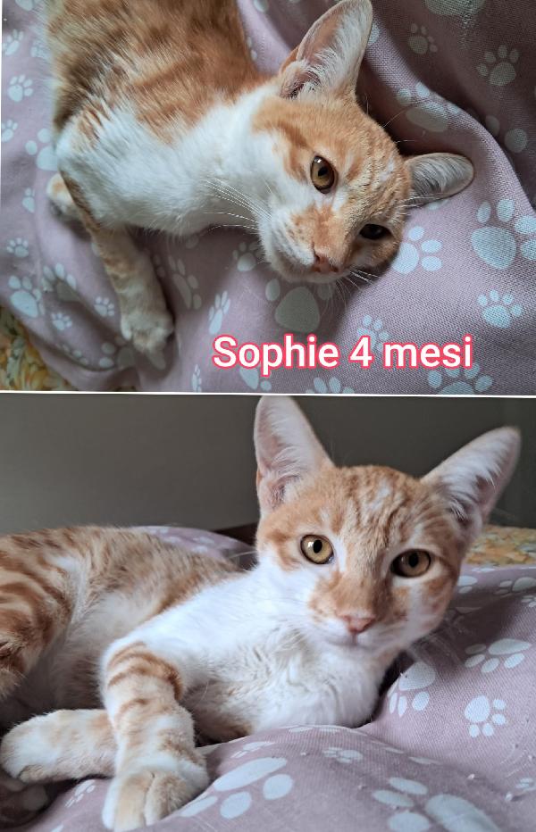 Miciottini bellissimi  Foto 4