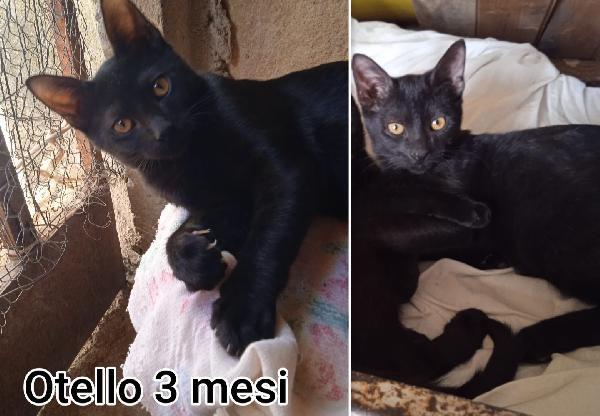 Miciottini bellissimi  Foto 7