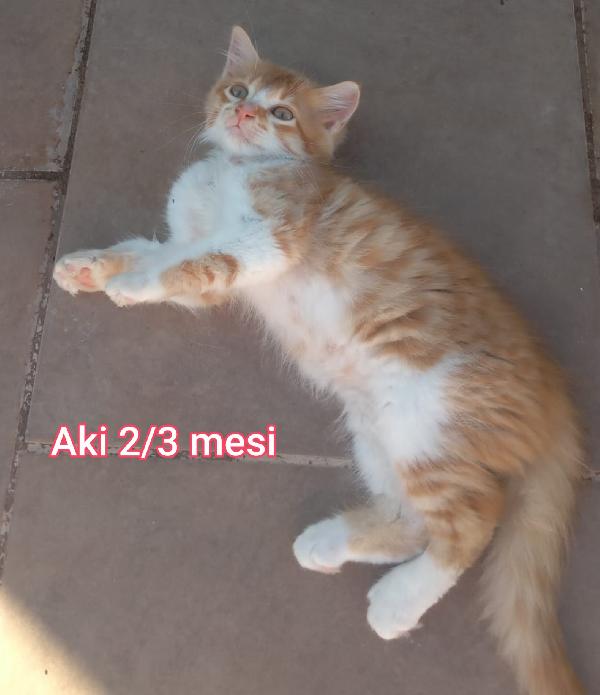 Siamo Sommerse Dai Gattini 
