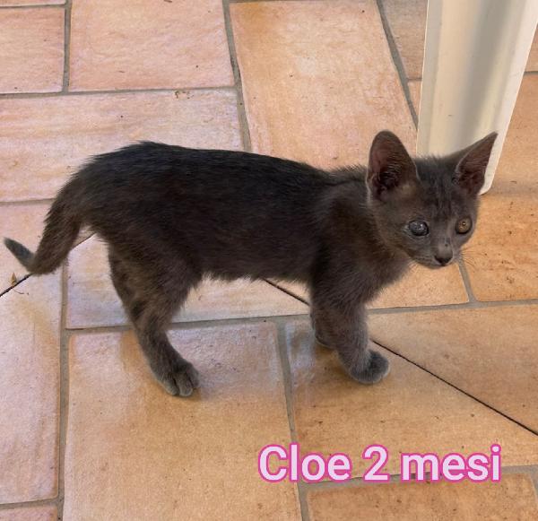 Siamo sommerse dai gattini  Foto 3