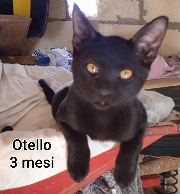 Siamo sommerse dai gattini  Foto 4