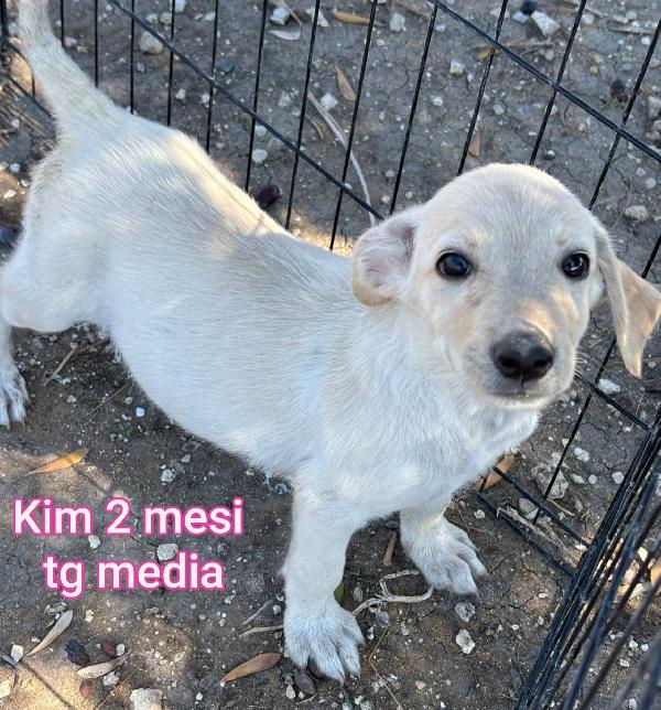Cuccioli Abbandonati!!!