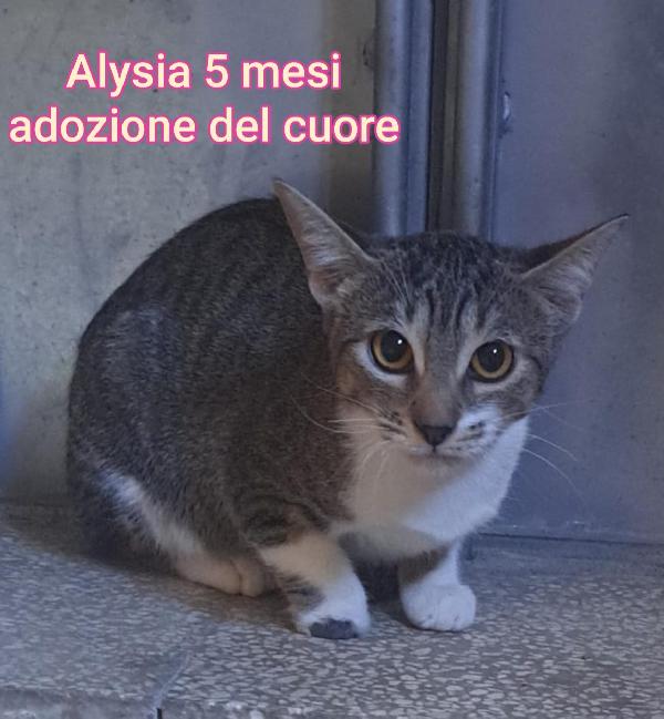 ADOTTA UN TENERO GATTINO Foto 8