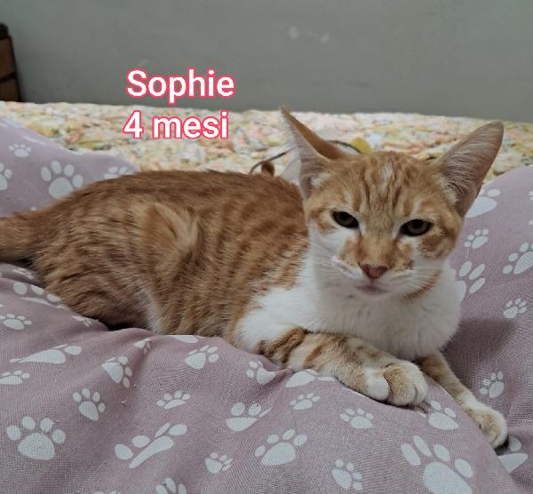 ADOTTA UN TENERO GATTINO Foto 9