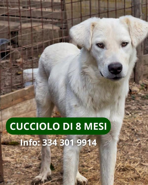 Guè...ma Perché Non Mi Scegli?