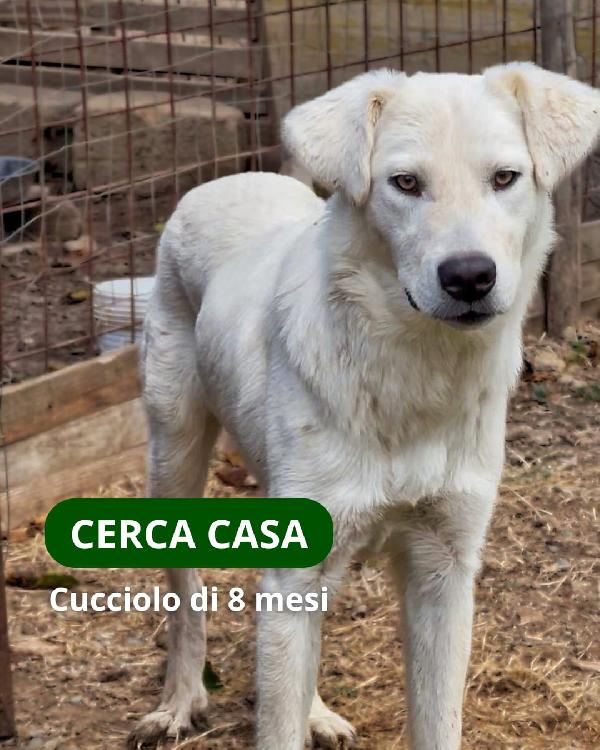 Guè...ma perché non mi scegli? Foto 4