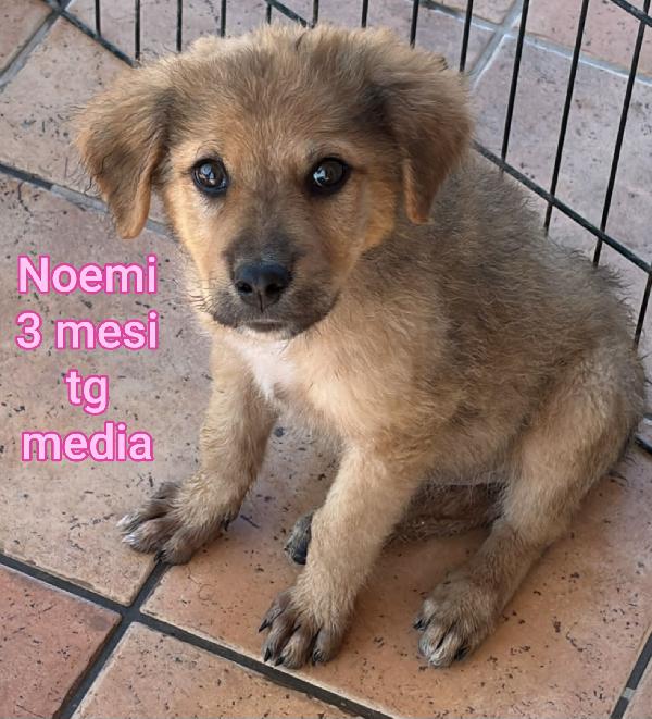 Cuccioli buttati a morire  Foto 8