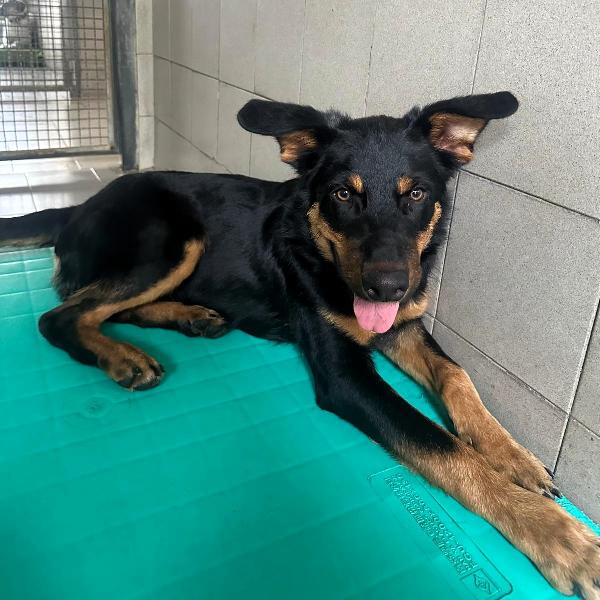 Squalo Cagnolino Meticcio