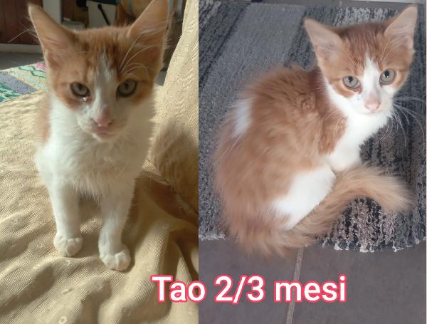TANTI GATTINI SOLI! Foto 2