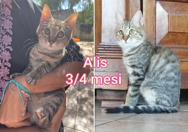 TANTI GATTINI SOLI! Foto 5