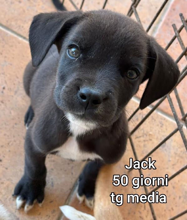 Tanti Cuccioli Abbandonati 