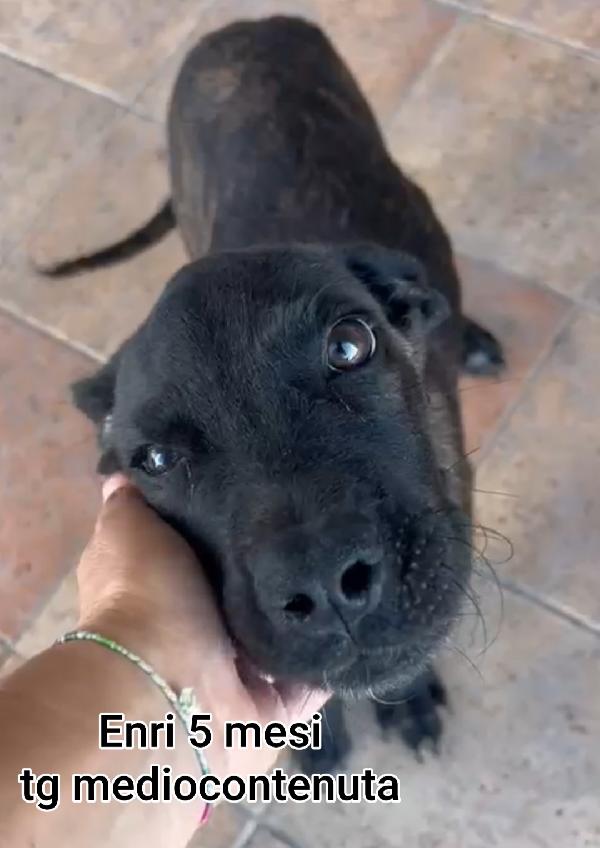 TANTI CUCCIOLI ABBANDONATI  Foto 6