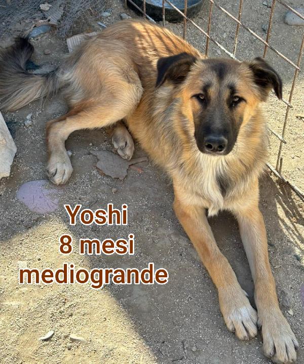 TANTI CUCCIOLI ABBANDONATI  Foto 7