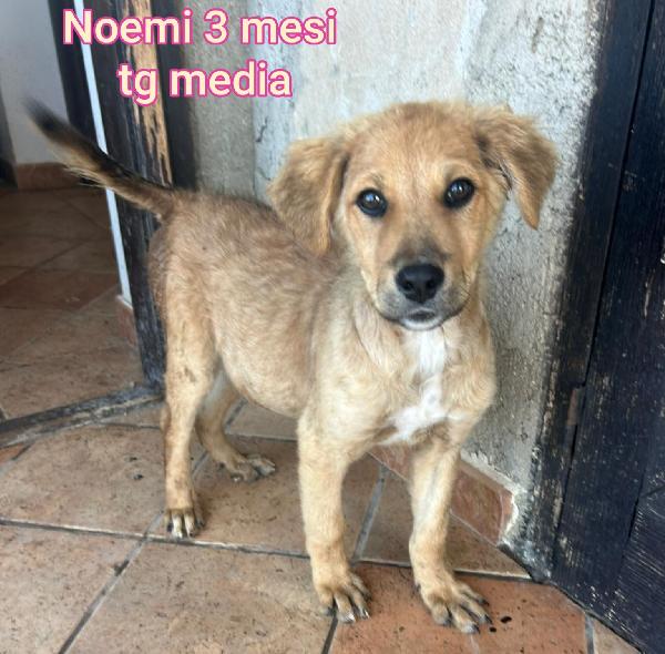TANTI CUCCIOLI ABBANDONATI  Foto 8
