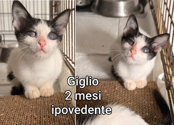 Micetti bisognosi di trovare casa Foto 2